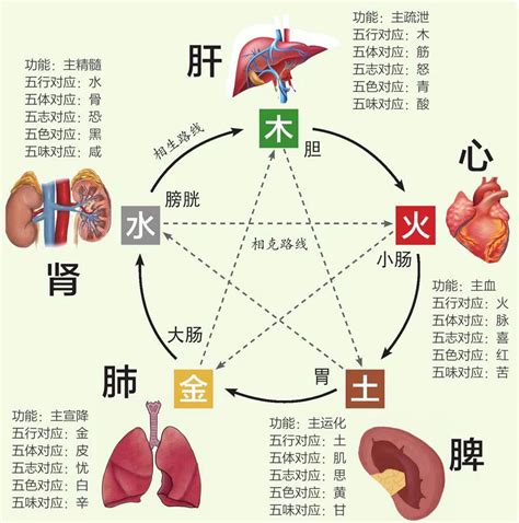 五腑|臟腑